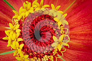 Macro photo top view of the center of the flower with stamens and pollen, copyspace