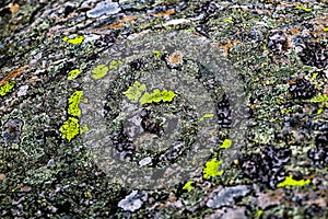 Macro photo of a tree bark with bright moss, background, selective focus