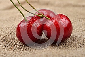 Macro photo of tree red cherries with water drops which are together on one green branch on jute background. Selective focus.