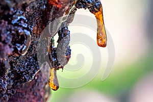 Macro photo of tree resin, sap or amber