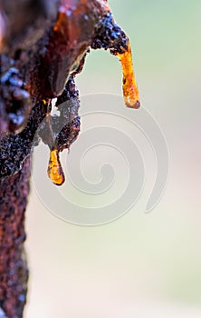 Resin on an old tree 2