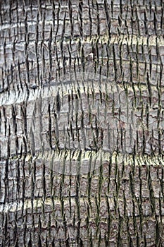 Macro Photo of the Trunk of a Weeping Cabbage Palm Tree