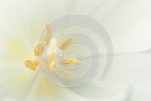 Macro photo of a tulip, flower pestle and stamen. Copy space