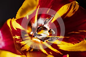 Macro photo of tulip heart with yellow pistil and stamens