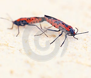 Macro photo of two fire bugs while mating