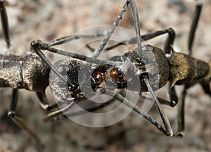 Macro Photo of Two Golden Weaver Ant on The Floor