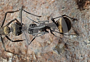 Macro Photo of Two Golden Weaver Ants on The Ground