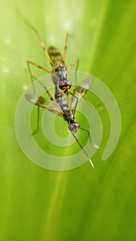 macro photo of two insects on a green leaf.