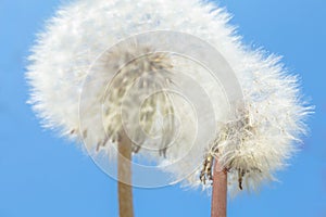 Macro Photo of two nature white flowers blooming dandelion on beautiful blue sky.