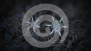 Two snowflakes with similar shape and structure on dark textured background