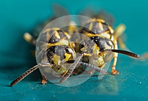 Macro Photo of Two Wasps on Blue Green Metal Material