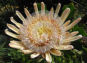 Macro photo of a unique flower in the nature - king Proteas Protea cynaroides, the national symbol of South Africa