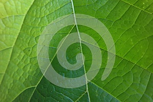 Macro photo of unique green teak leaves photo