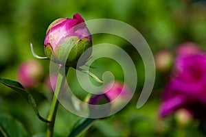 Macro photo of an unopened bud of  peony on a background of greenery