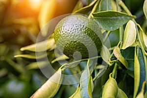 Macro photo of an unripe citrus mandarin on a tree branch. GMO free, Non GMO agriculture.