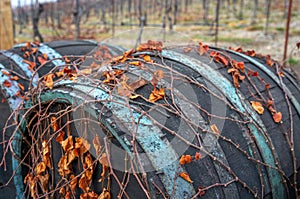Macro photo of vibrant orange dry leaves growing on vines over vintage wine barrels with peeled off blue paint on the brass