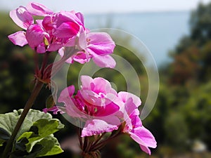 Macro photo of violet flowers captured in Zemplinska Sirava - Slovakia