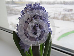 Macro Photo of a violet hyacinth flower. Stock photo Background of hyacinth with violet buds and green leaves