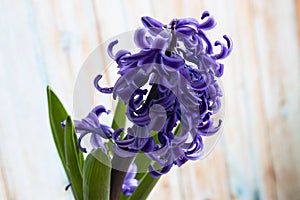 Macro Photo of a violet hyacinth flower. Stock photo Background of hyacinth with violet buds and green leaves