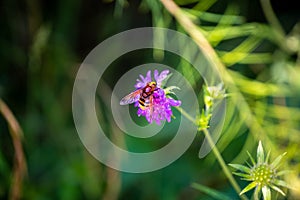 Macro Photo of the Volucella zonaria, the hornet mimic hoverfly (rare insect), sits on a purple blooming flower in a green meadow