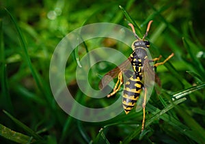 Macro photo of a wasp on the grass. Close up