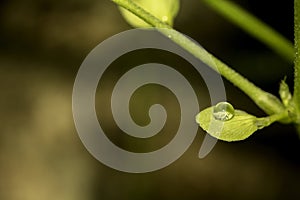 Macro Photo of water droplet on leaf