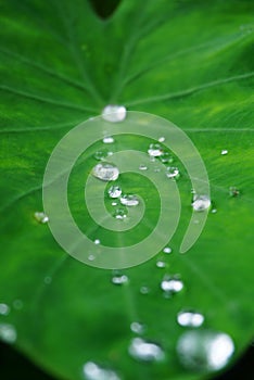 Macro photo of water drops on a leaf photo