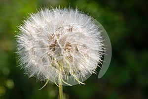 Macro photo of a well preserved dandelion with seeds. The background is blurred and free photo
