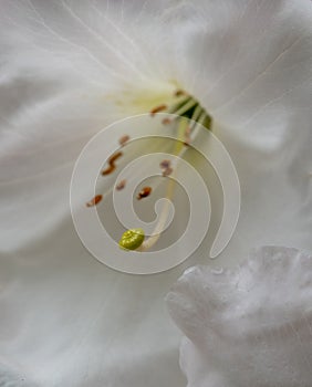 Macro photo of white azalea flower in bloom, photographed at RHS Wisley, Surrey, UK