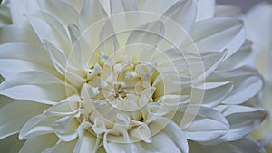 Macro photo of a white dahlia,formal decorative type, on a gray background. Beautiful flower banner, close-up, copy space.