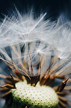 Macro photo of white dandelion fluffs