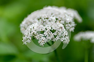 Macro photo of white flowers against a background of foliage