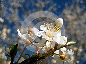 Macro photo of white flowers on a beautiful blossoming branch of a fruit tree in spring sunlight