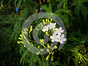 Macro photo of white Japanese papaya plant flowers in the garden