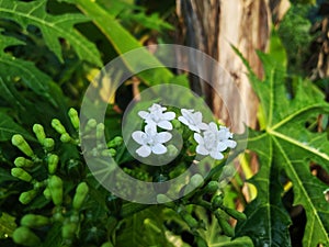 Macro photo of white Japanese papaya plant flowers in the garden