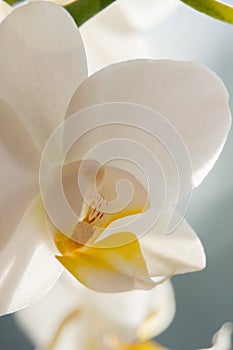 Macro photo of white orchid. Phalaenopsis.