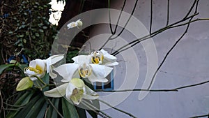 Macro photo of white orchid. Phalaenopsis