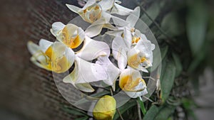 Macro photo of white orchid. Phalaenopsis