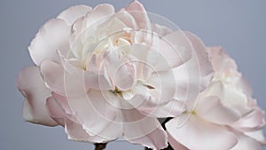 Macro photo of white-pink carnation flower bud close-up on blue background.Texture soft petals of carnation.Beautiful banner of