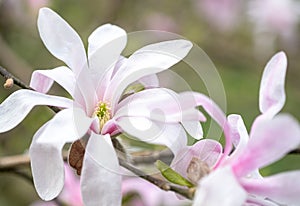 Macro photo of white-pink Magnolia stellate, Siebold and Zucc, flowers of a green spring park. blurred foreground