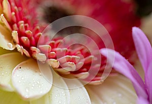 Macro photo on white and red Gerbera flower petals covered by water drops