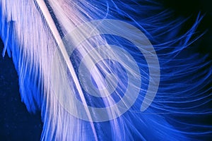 White romantical feather on blue deep background underwater