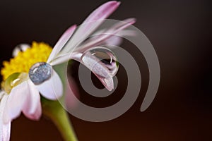 Macro photo of white and rose daisy flower with water drop