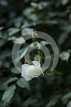 Macro photo of a white rose. Dark green leaves