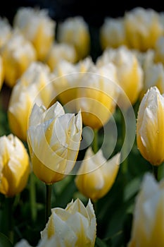 Macro photo of white and yellow tulips at Keukenhof Gardens, Lisse, South Holland. Keukenhof is known as the Garden of