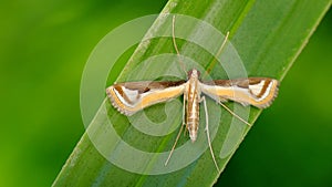 Macro photo of wide winged moth