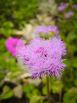 Macro Photo. Wild Flowers In The Field Surrounded With Weeds And Dry Grass. Nature Summer Meadow Beautiful Green Spring Plant