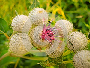 Macro Photo. Wild Flowers In The Field Surrounded With Weeds And Dry Grass. Nature Summer Meadow Beautiful Green Spring Plant