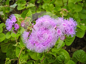 Macro Photo. Wild Flowers In The Field Surrounded With Weeds And Dry Grass. Nature Summer Meadow Beautiful Green Spring Plant