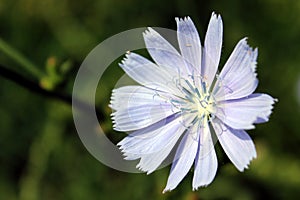 A macro photo of wild succory flower